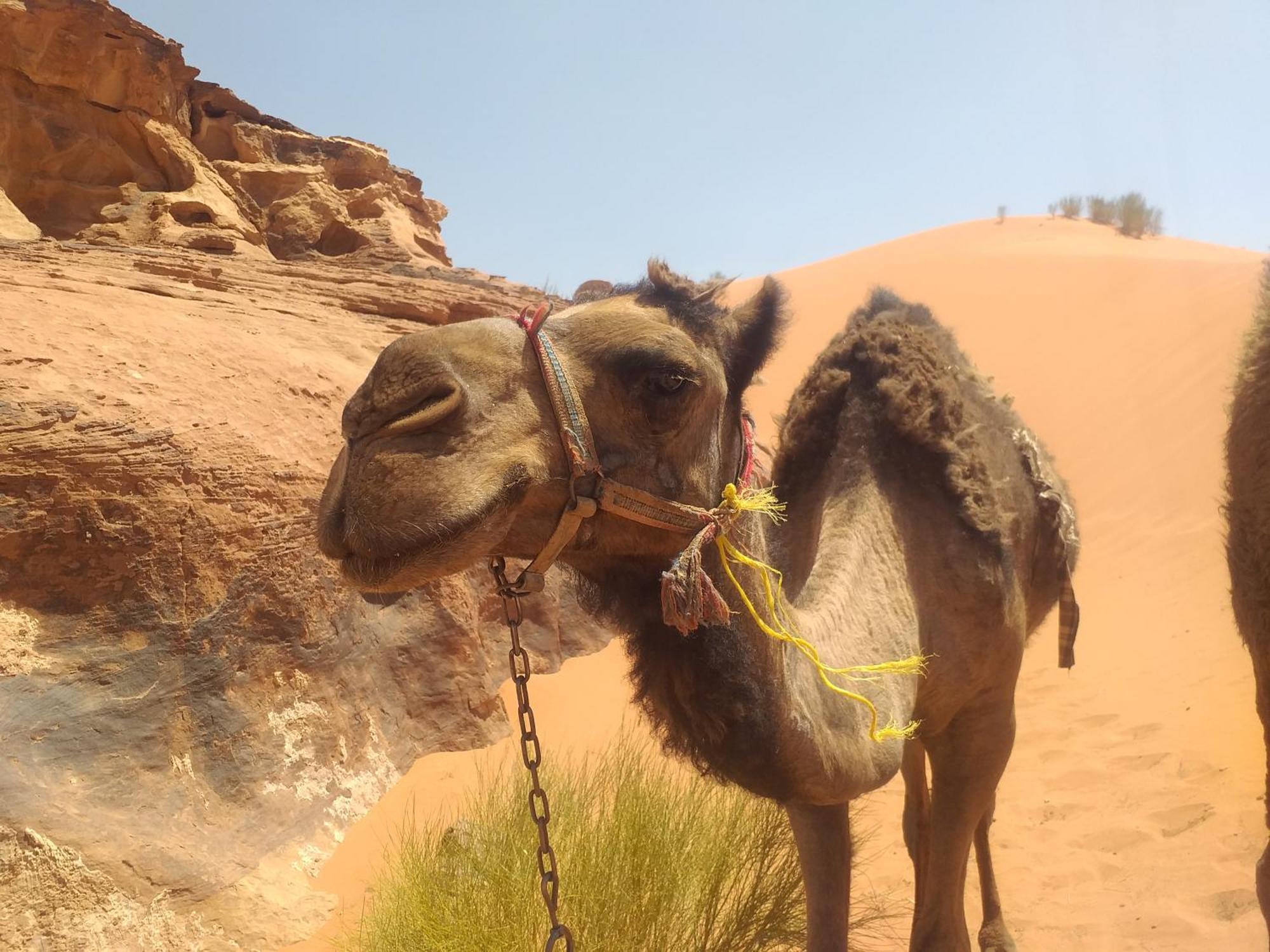 Wild Of Wadi Rum Exteriör bild