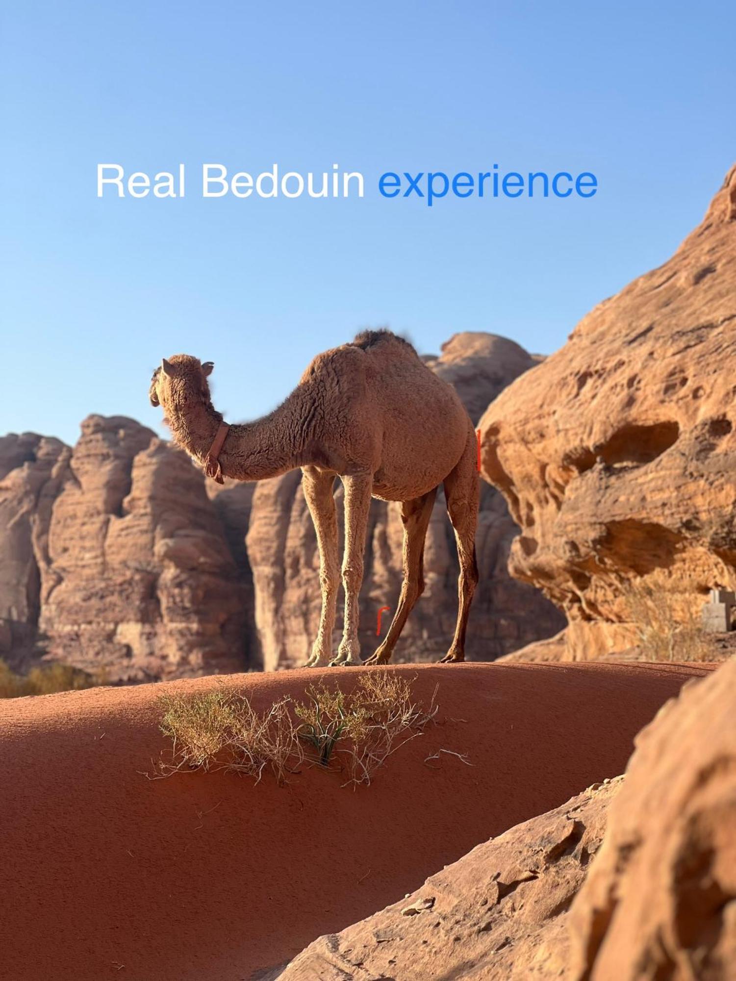 Wild Of Wadi Rum Exteriör bild